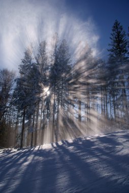 ormanda kış, Sunbeam