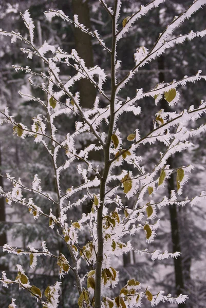 冷冻的分支, 冬天 — 图库照片
