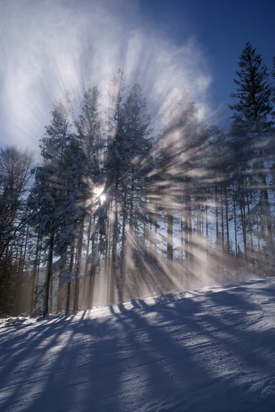 Paprsek v lese v zimě — Stock fotografie