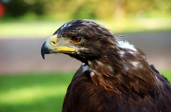 Head of Eagle — Stock Photo, Image