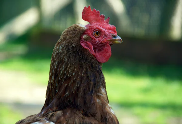 Hen,Poland — Stock Photo, Image