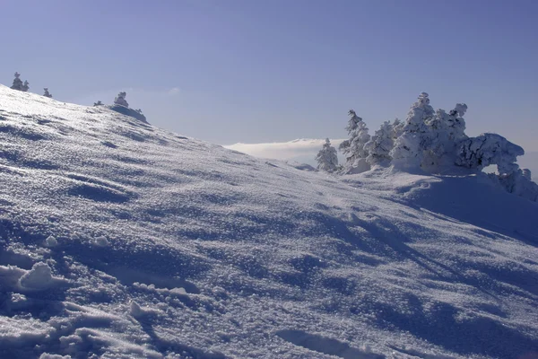 Ель Снег Зима Польша Карпаты — стоковое фото