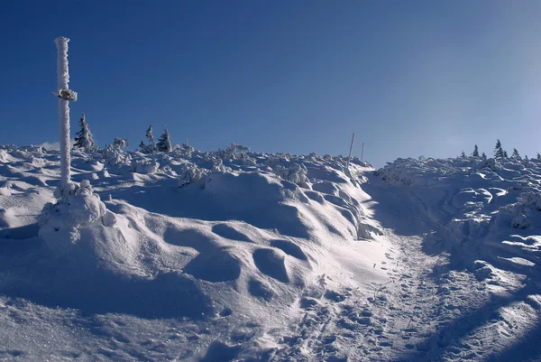 Spar Sneeuw Winter Polen Karpaten — Stockfoto