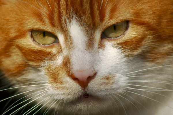 一只猫 波兰的肖像 — 图库照片
