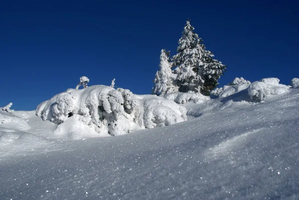 Abete Rosso Neve Inverno Polonia Carpazi — Foto Stock