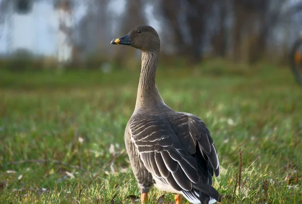 Greylag Goose Poland — Stock Photo, Image