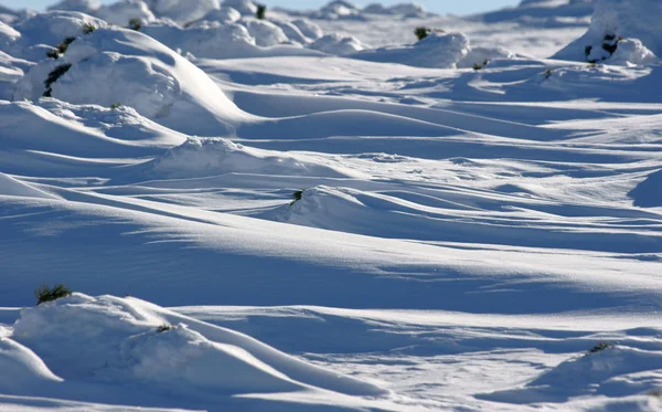Neve e abeto — Fotografia de Stock