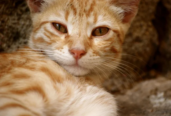 Ginger cat,Greece — Stock Photo, Image