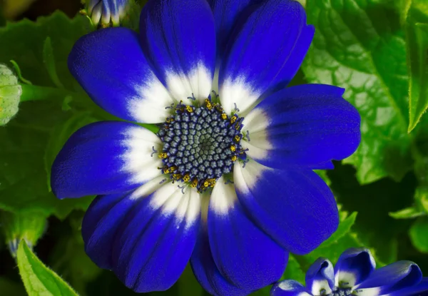 Flower, Poland — Stock Photo, Image