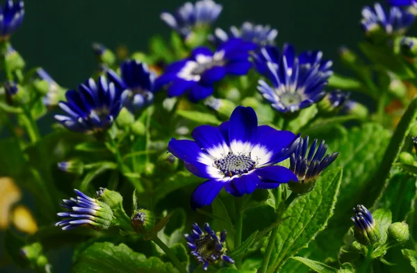 Flower, Poland — Stock Photo, Image