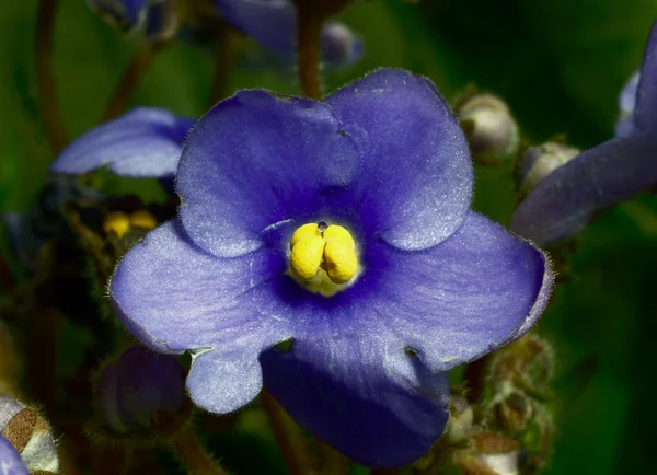 Virág, brácsa, — Stock Fotó