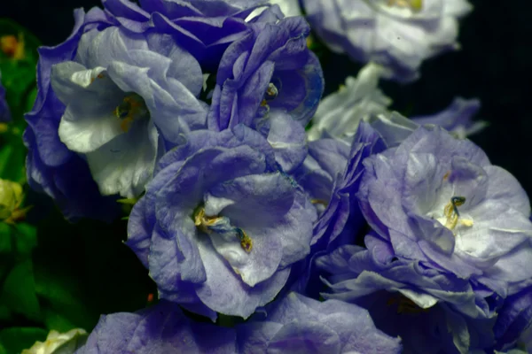 Hromada květin — Stock fotografie