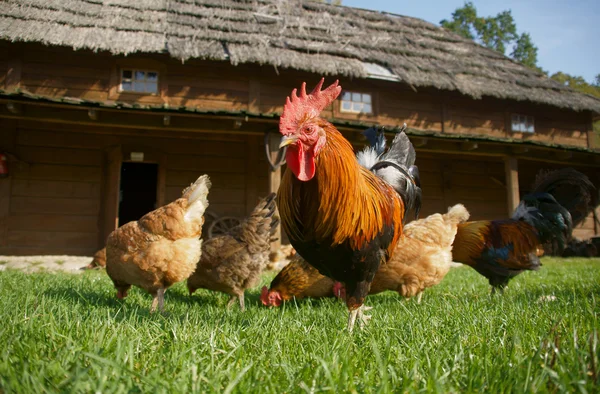Flock hen,chanticleer — Stock Photo, Image