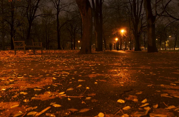 Parku v noci — Stock fotografie
