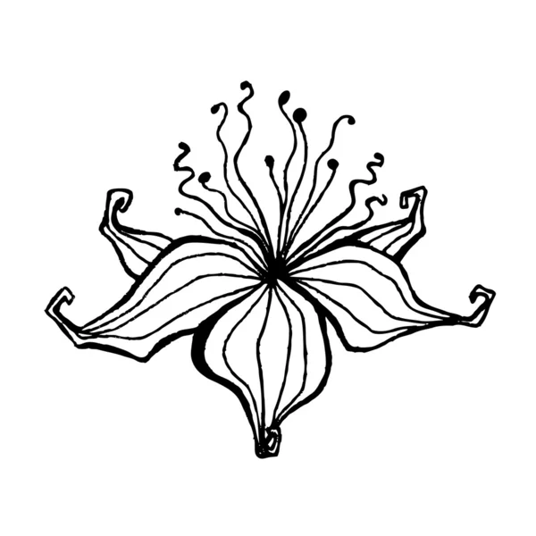 Illustrierte niedliche Blume für Ihr Frühlingsdesign — Stockfoto