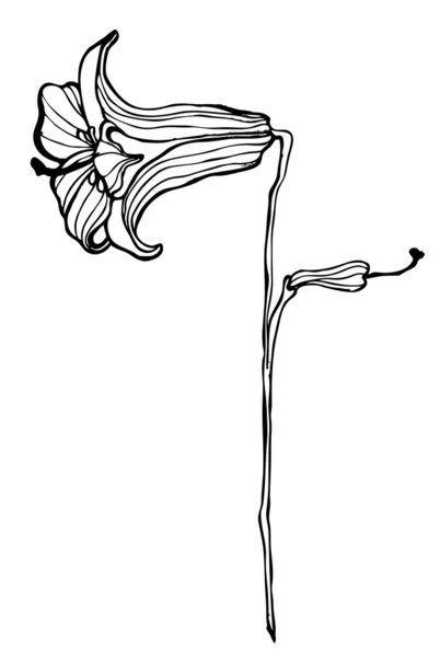 Fleur mignonne illustrée pour votre conception de printemps — Photo