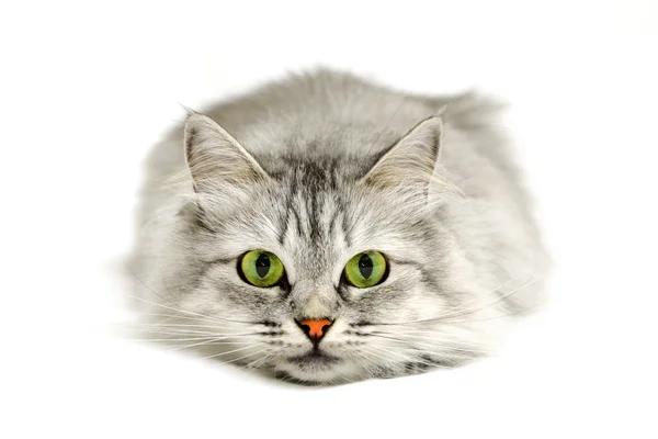 Zöld szemek cat녹색 눈 고양이 — Stock Fotó