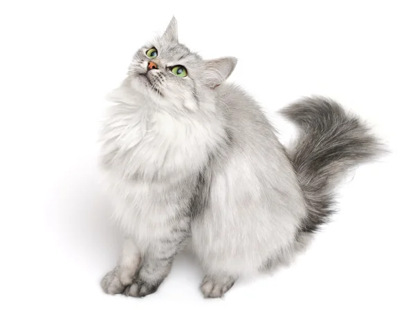 Pisică cu păr lung — Fotografie, imagine de stoc