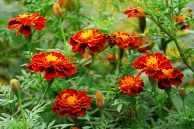 güzel marigolds