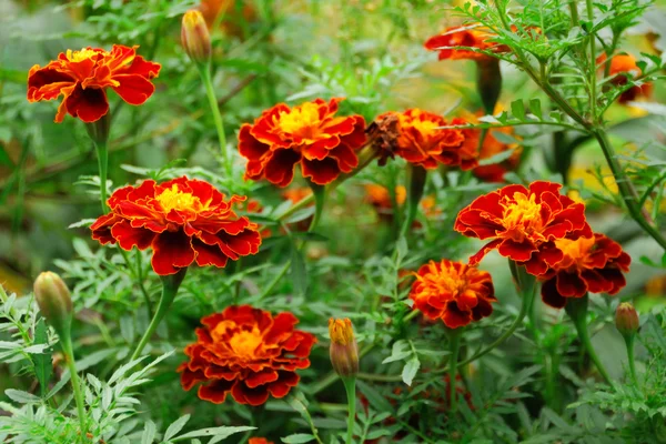 Beautiful marigolds — Stock Photo, Image
