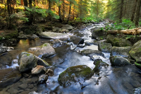 Forest river in de ochtend — Stockfoto
