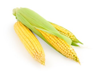 Ripe corn clipart