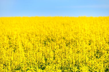 Rape field clipart