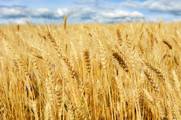 Летнее пшеничное поле — стоковое фото