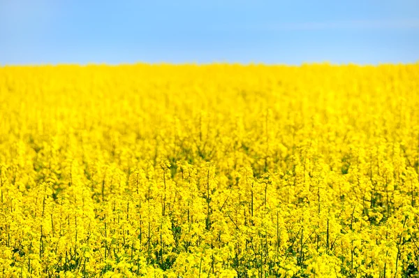 stock image Rape field