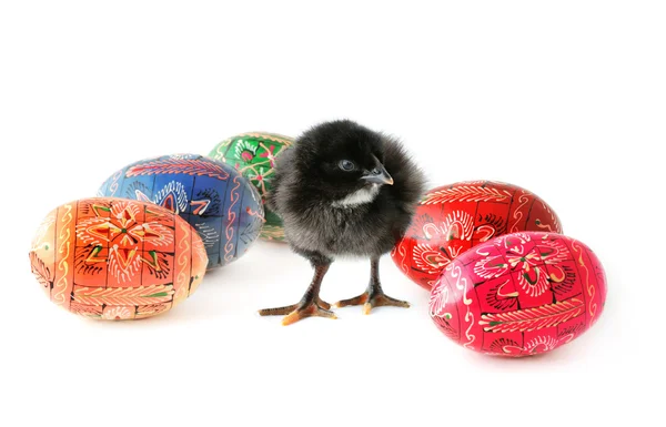 Easter eggs and baby chicken — Stock Photo, Image