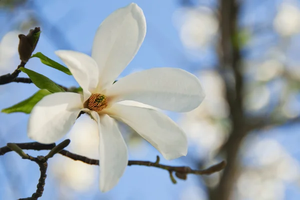 Magnolia Árvore Florescente Contra Céu Azul — Fotografia de Stock