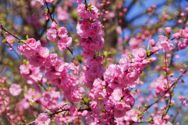 Цветущее Дерево Красивыми Розовыми Цветами Весной — стоковое фото