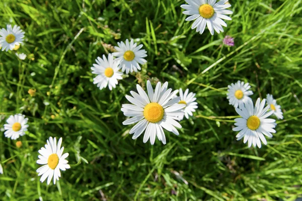 デイジーの花と緑の草 上からキャプチャ — ストック写真