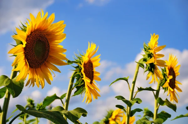 Krásné Kvetoucí Slunečnice Poli Proti Modré Obloze — Stock fotografie