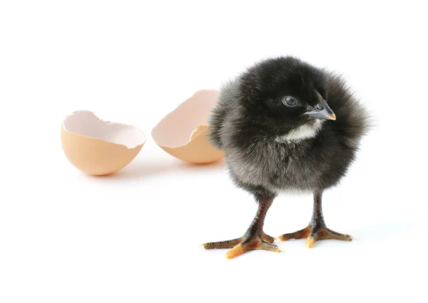 Söt Newborn Baby Kyckling Och Ägg Skalet Isolerad Vit Bakgrund — Stockfoto