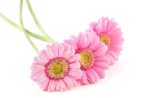 Tre Rosa Gerbera Blommor Isolerad Vit Bakgrund — Stockfoto
