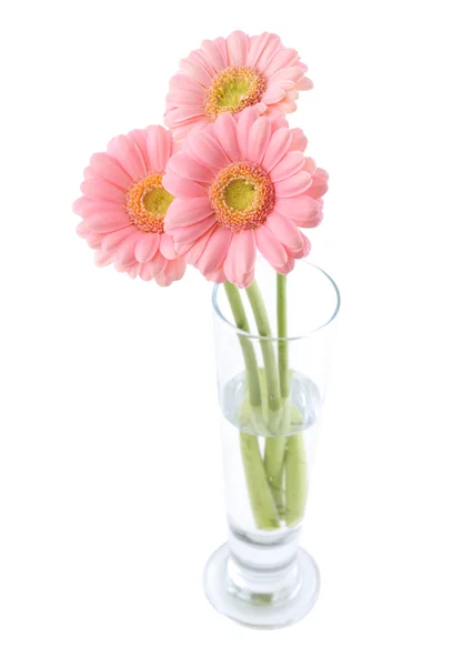 Drei Rosa Gerbera Blüten Einer Glasvase Isoliert Auf Weiß Mit — Stockfoto