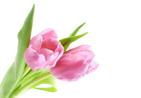 Świeże Różowe Tulipany Zielonych Liści Białym Tle — Zdjęcie stockowe