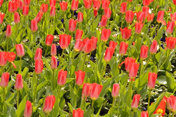 Прекрасные Весенние Тюльпаны Клумбе — стоковое фото