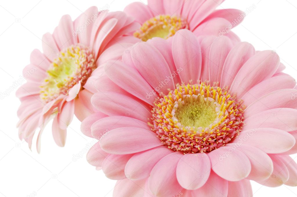 Macro shot of tender pink gerbera flowers isolated on white background