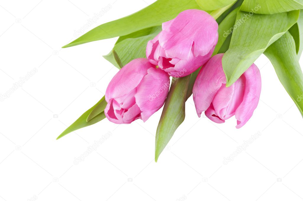 Fresh spring tulip flowers isolated in white background with clipping path