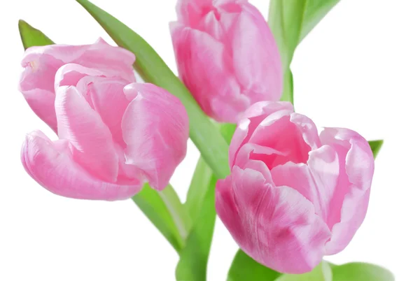 Tulipes fond — Photo