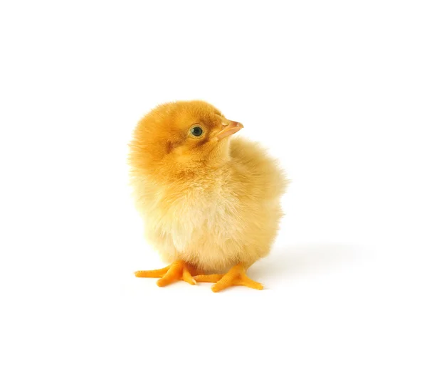 Bara kläckt kyckling — Stockfoto