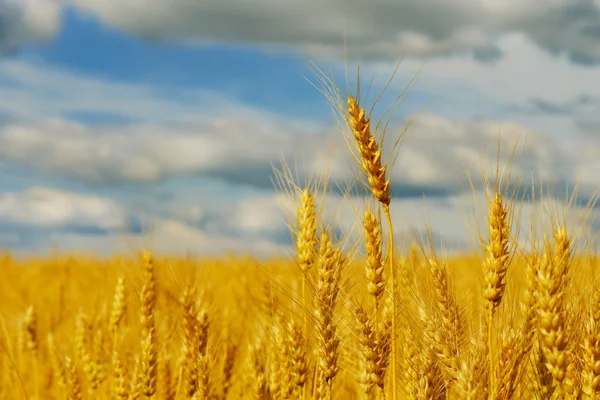 Espinhos de trigo — Fotografia de Stock