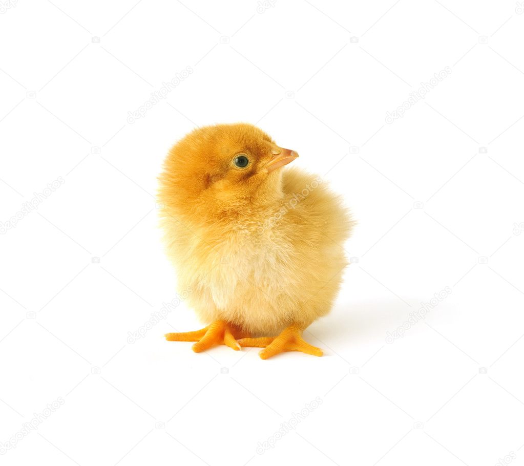 Just hatched chicken