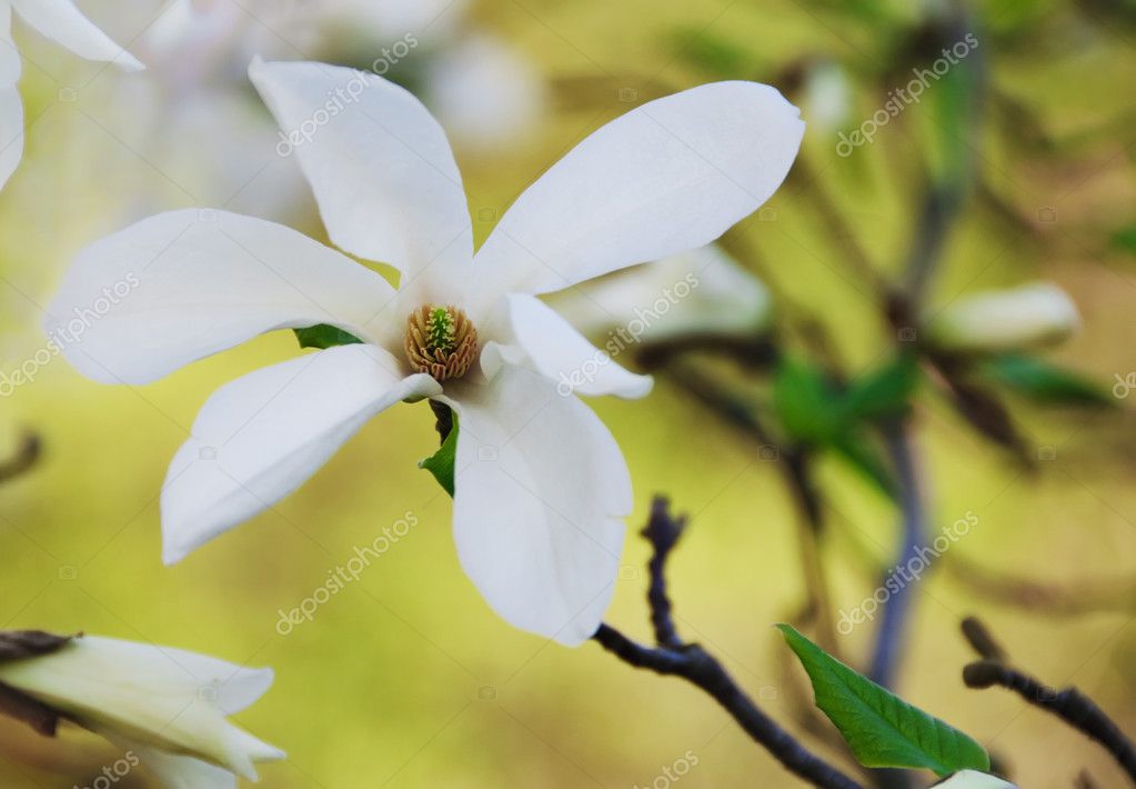 Hermosa flor de magnolia: fotografía de stock © Mny-Jhee #5250424 |  Depositphotos