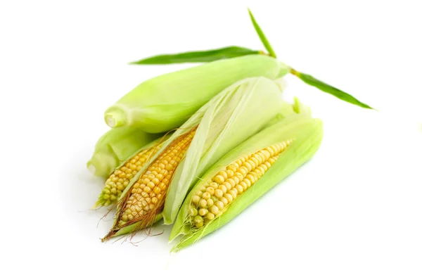 Vers gesneden maïs — Stockfoto
