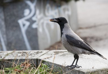 Nebelkrähe in der Großstadt
