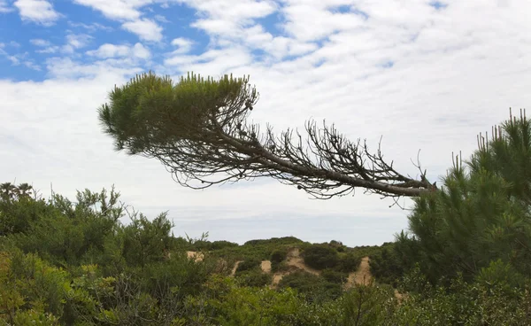 stock image Baum in den Dünen