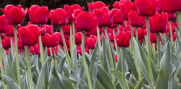 stock image Tulpen